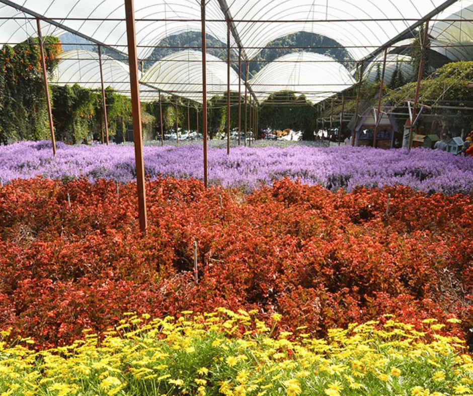 Lavender Gardens